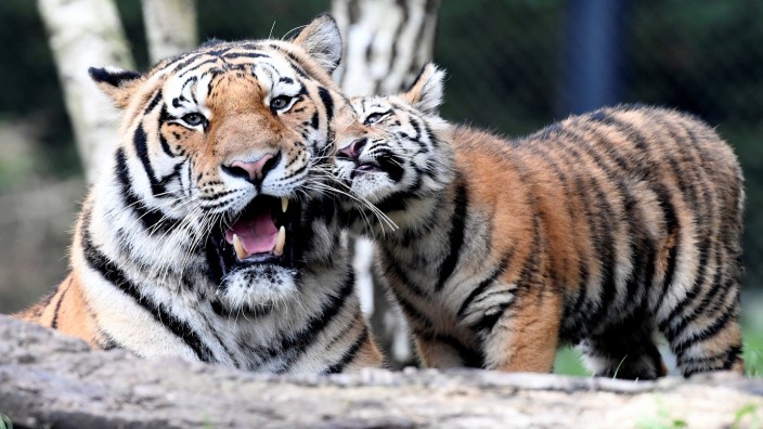 Tiger 'Maruschka' (not pictured) and her four cubs meet the cubs' father 'Yasha' for the first time in Hagenbecks zoo in Hamburg