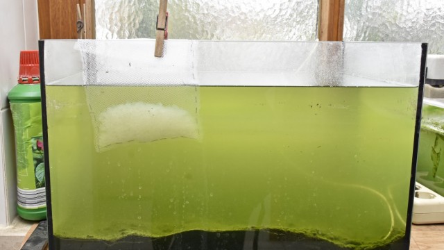 Erfindergeist: Das Aquarium mit den grünen Algen und dem Beutel Wasserkefir steht im Badezimmer auf dem Fensterbrett.