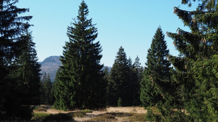 Nationalpark an tschechischer Grenze: Große Fichten kennzeichnen den Urwald auf tschechischer Seite, im Hintergrund ist der Gipfel des Rachels zu sehen.