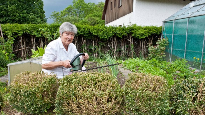 Auch Landkreis Erding betroffen: Das Landratsamt rät Buchsbaumbesitzern, anfangs die befallenen Stellen herauszuschneiden. Schlimmstenfalls muss die Pflanze entsorgt werden.