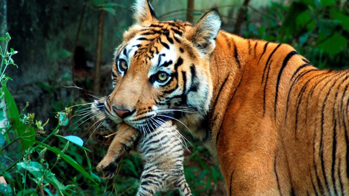 FILE PHOTO: A tigress carries her cub at a zoological park in the northeastern city of Guwahati
