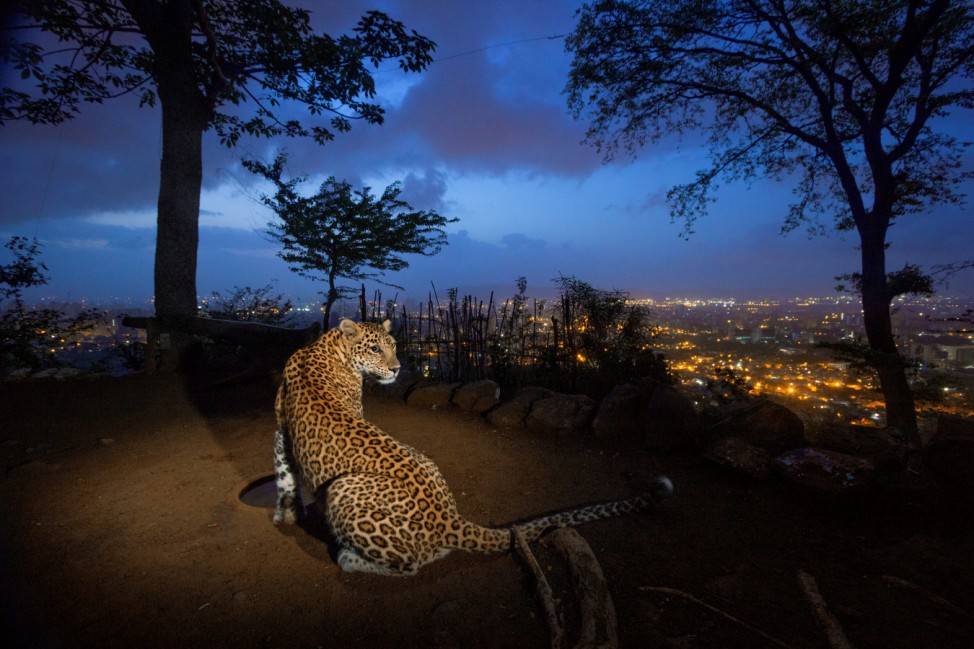 On a hill overlooking Mumbai a man-made water hole attracts one of an estimated 35 leopards living in and around Sanjay Gandhi National Park.
