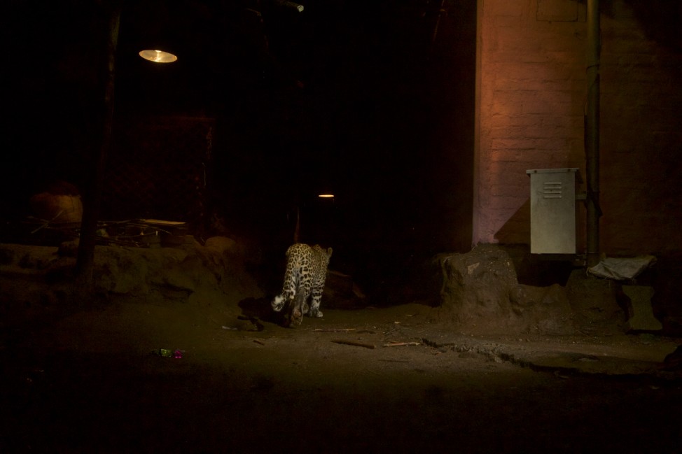 A remote camera captures a leopard walking through a slum in Mumbais Sanjay Gandhi National Park.