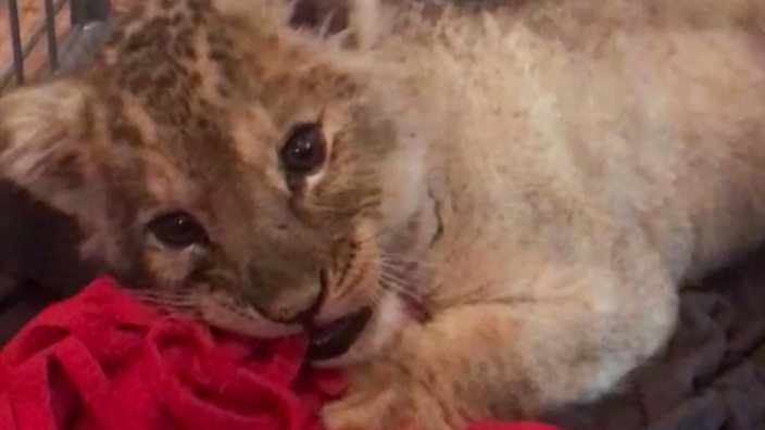 Tierschutz: Dieses Löwenjunge fand die Pariser Polizei in einem Lamborghini.
