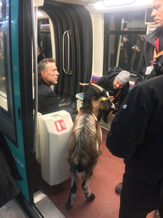 A goat is seen on the metro in Paris