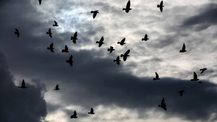 Der Himmel voller Tauben