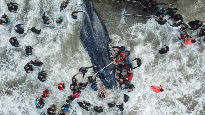 Umwelt: Auch wenn Menschen versuchen, ihnen zu helfen, überleben gestrandete Wale oft nicht.