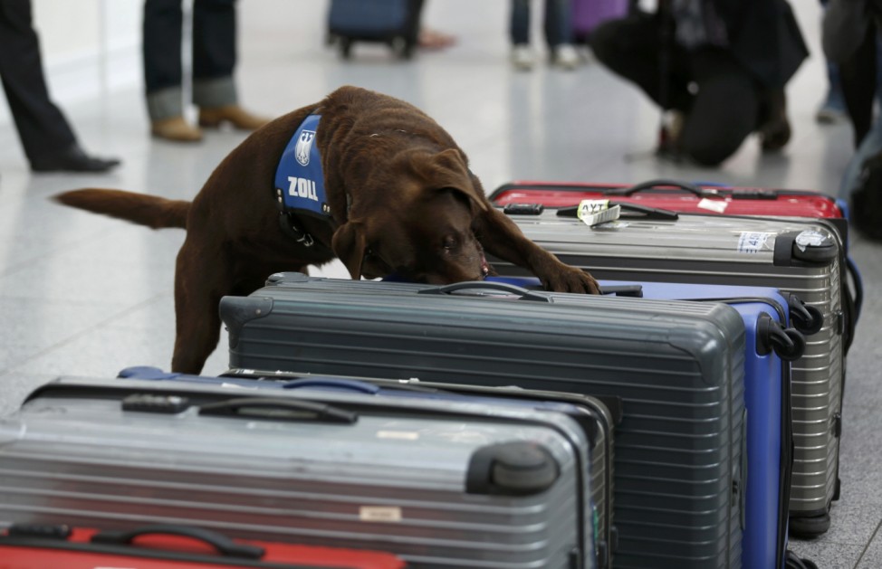 A sniffer dog searches luggage during a presentation of the German customs at Dusseldorf Airport