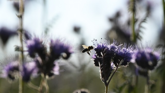 Biene auf Blumenwiese