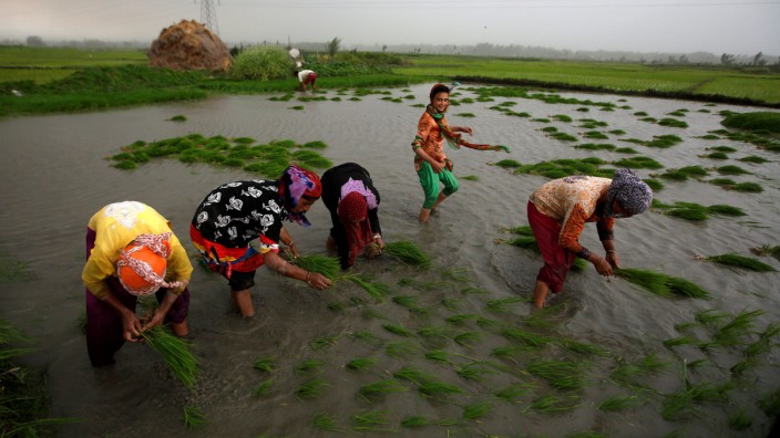 Farmers plant saplings in a rice field in Srinagar