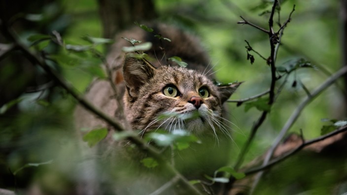 Wildkatzen. Rückkehr in unsere Wälder