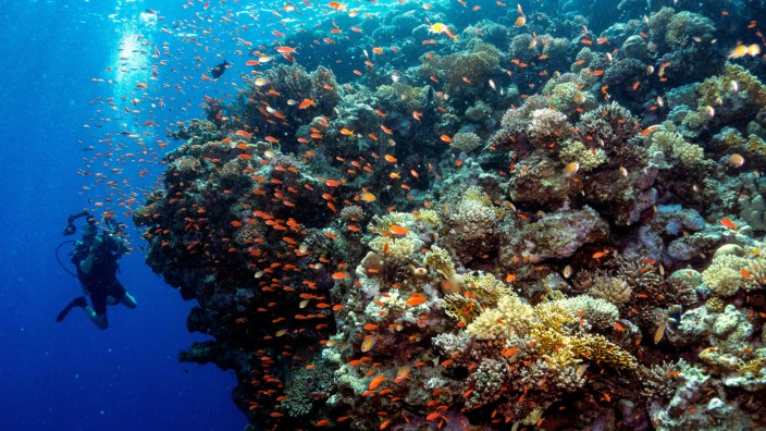 Klimawandel: Korallenriff im Roten Meer, Ägypten