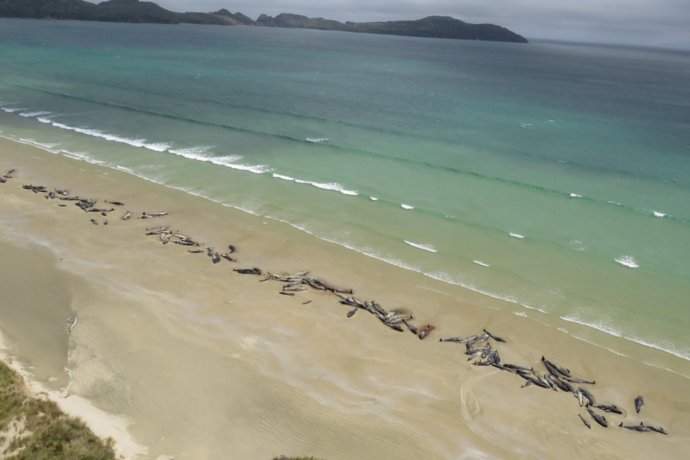 Wale in Neuseeland gestrandet