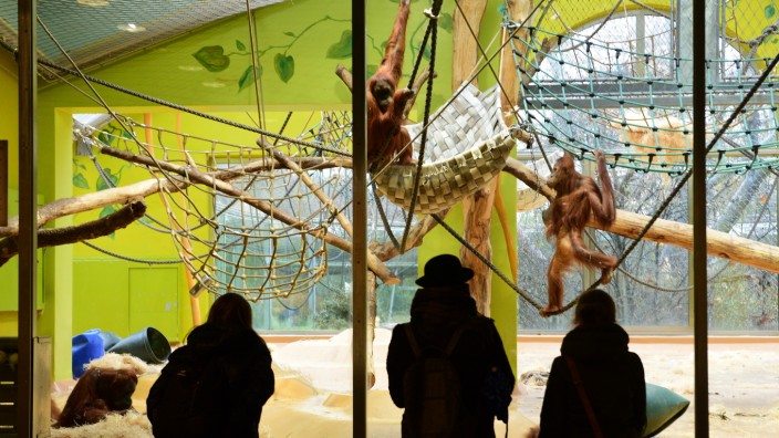 Tierpark Hellabrunn: Das Affenhaus in Hellabrunn, durch das die Orang-Utans turnen, ist derzeit gesperrt und wird umgebaut.