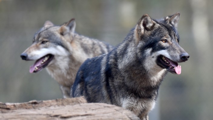 Naturschutz: Im Gehege, wie hier im Wildpark Eekholt, sind Wölfe sicher. Aber frei lebende Tiere können nun unter bestimmten Bedingungen leichter geschossen werden als früher.