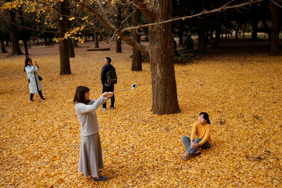 Visitors take photos among ginkgo leaves at Yoyogi park in Tokyo