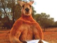 ´Roger" das Känguru