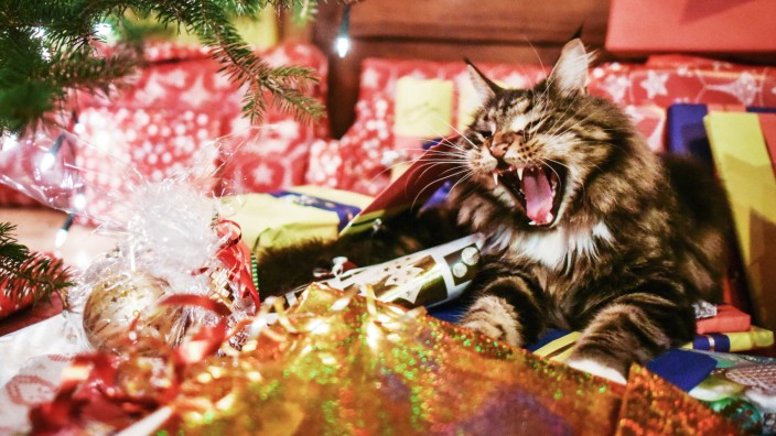 Weihnachtsgeschenke mit Katze
