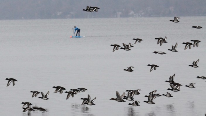 Starnberger See: Einen ganzen Schwarm Reiherenten hat dieser Stehpaddler vor Seeshaupt in die Flucht geschlagen.