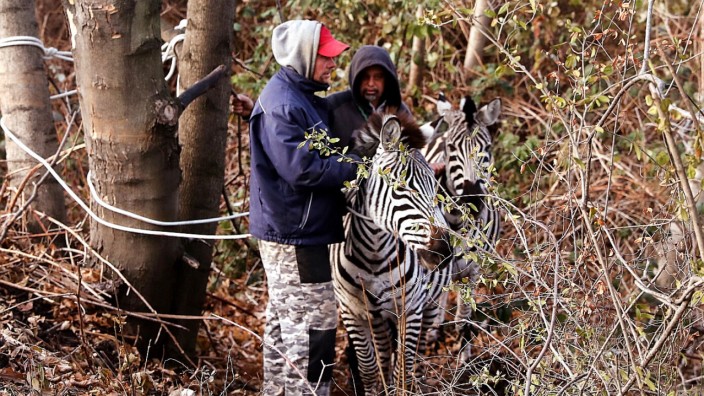 Zirkus-Zebras in der City - Polizei fängt Tiere ein