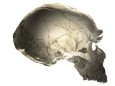 Human Versus Neandertal Braincase