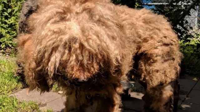 Ehrenamtliche Tierpfleger: Im Sommer 2018 entdecken Tierschützer zwei völlig verwahrloste Hunde.