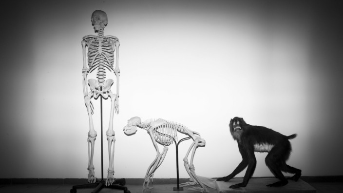 Evolutionstheorie in Israel: Das Steinhardt Museum für Naturgeschichte in Tel Aviv zeigt die Exponate zur Evolution im obersten Stockwerk.