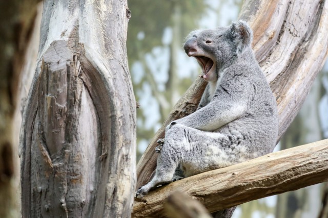 Neuer Koala im Zoo Leipzig