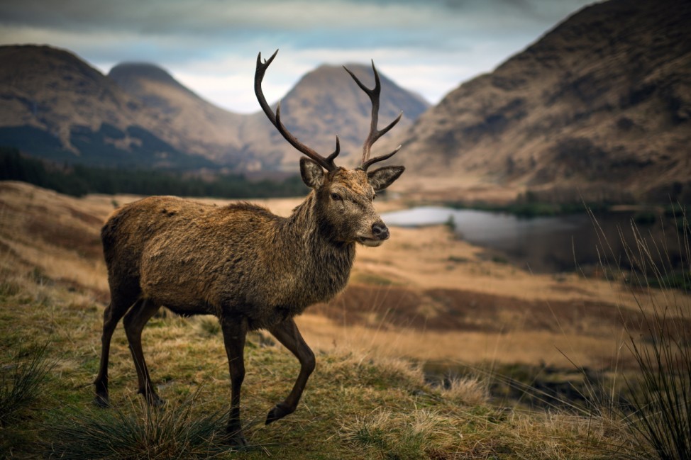 ***BESTPIX*** The Red Deer In The Highlands Of Scotland