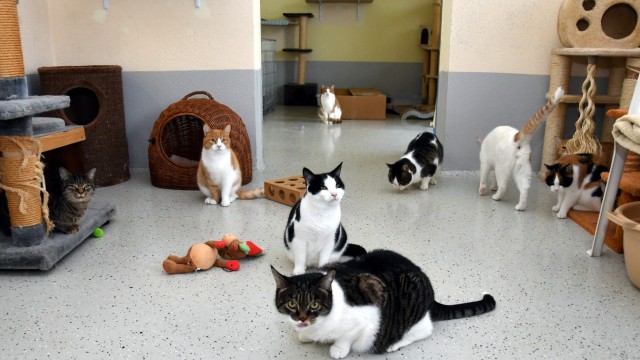 Tierschutzverein Erding: Die verwahrlosten Katzen, die im vergangenen Jahr aus einem vermüllten Haus gerettet wurden, sind scheu und ängstlich. Sie brauchen neue Besitzer, die viel Geduld mit ihnen haben.