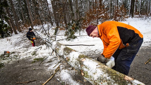Winter im Landkreis Starnberg: Die betonharten Schneemassen beeinträchtigen weiter den Straßenverkehr. Auf der B2 zwischen Obertraubing und Monatshausen wurden Fichten gefällt, die Straße bleibt bis Mittwochnachmittag gesperrt.