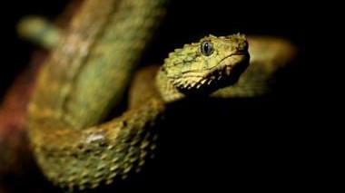 Schlangengift: Die Grüne Buschviper (Atheris squamigera) ist in Zentralafrika verbreitet