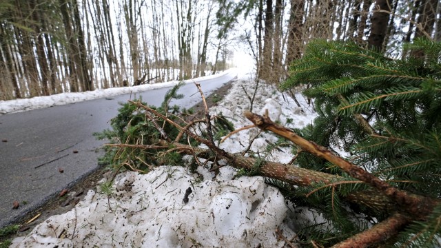 Winter im Landkreis: Auf den Straßen droht Schneebruch. Äste liegen am Rand der Straße von Icking nach Meilenberg.