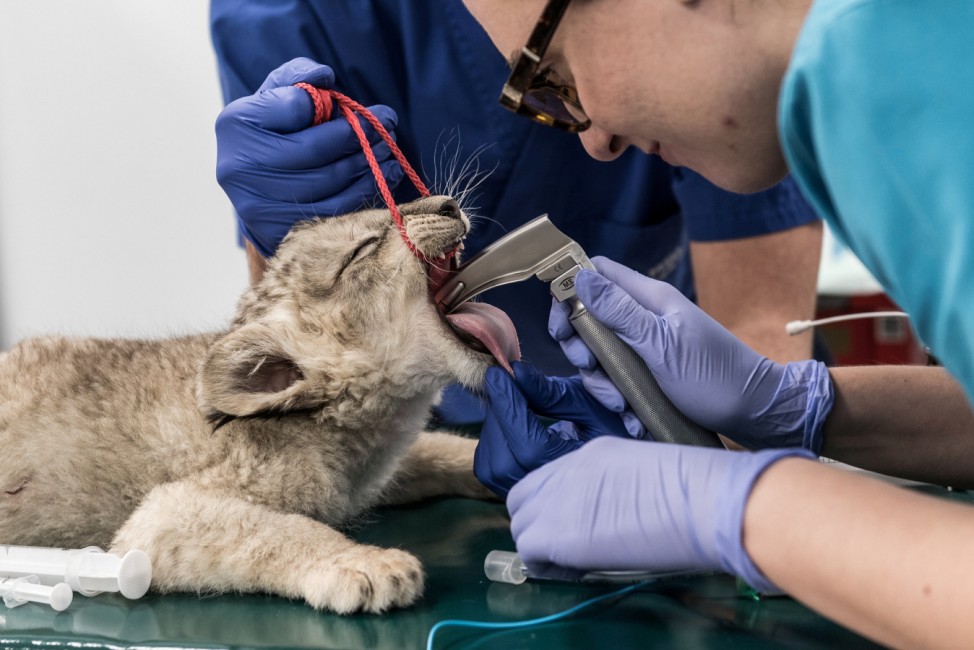 A veterinarian checks an African lion cub at the University in Wroclaw