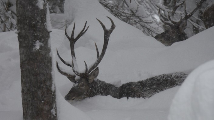 Wetter: Wildtiere leiden unter den Schneemassen: sie schneien ein.