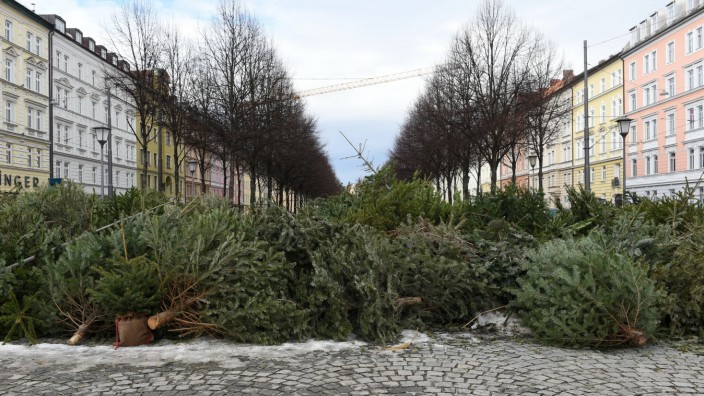 Müllentsorgung: Diese Christbäume am Bordeauxplatz wurden verbotenerweise hier abgeladen.