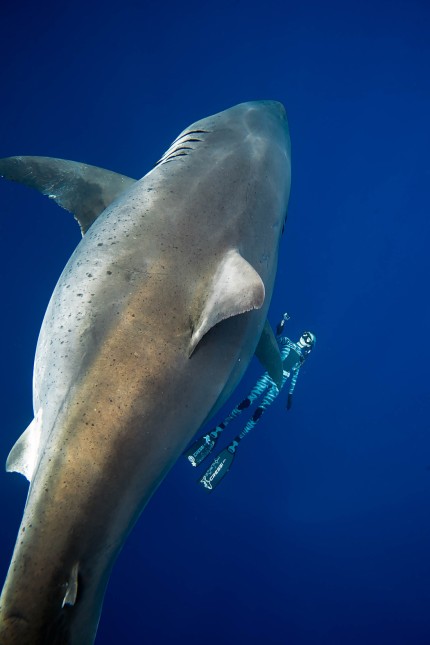 Weißer Hai vor Hawaii: Größenvergleich: Fisch sticht Mensch deutlich. Zumal, wenn der Mensch deutlich weiter unten schwimmt.