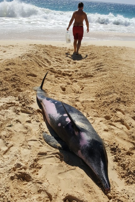 Tim Weidner rettet Delfin am Strand von Boa Vista. 
Foto: Christine Keller/oh