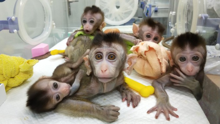 China klont erstmals mehrere genveränderte Affen