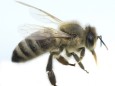 Biene Apis mellifera Honigbiene AUFNAHMEDATUM GESCHÄTZT