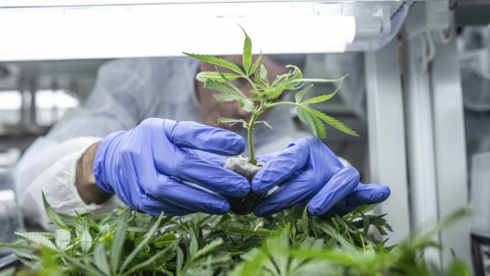Gesundheitspolitik : Schon Mitte des Jahres soll Cannabis exportiert werden.