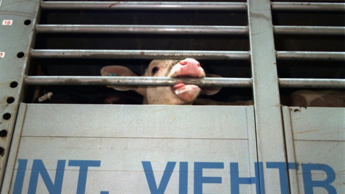 Viehtransporter Tierärztin Tierexport