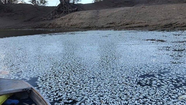 Hitzewelle Down Under: Tausende tote Fische treiben auf dem Fluss Darling im Bundesstaat New South Wales. Die Aufnahme entstand am Dienstag.