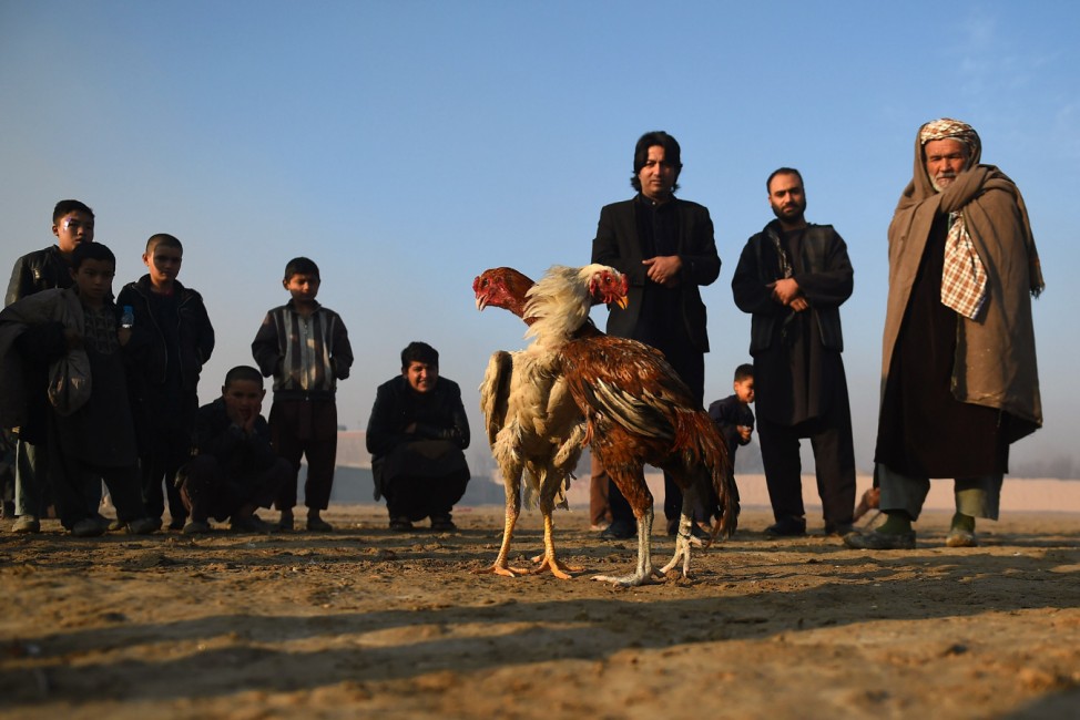 Männer beobachten einen Hahnenkampf in Afghanistan.