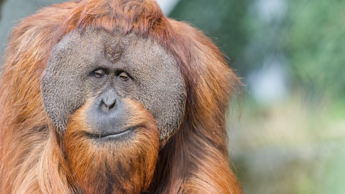 Abstimmung in der Schweiz: Orang-Utan im Basler Zoo: Solche Affen könnten bald das Recht auf Leben sowie auf körperliche und geistige Unversehrtheit erhalten.