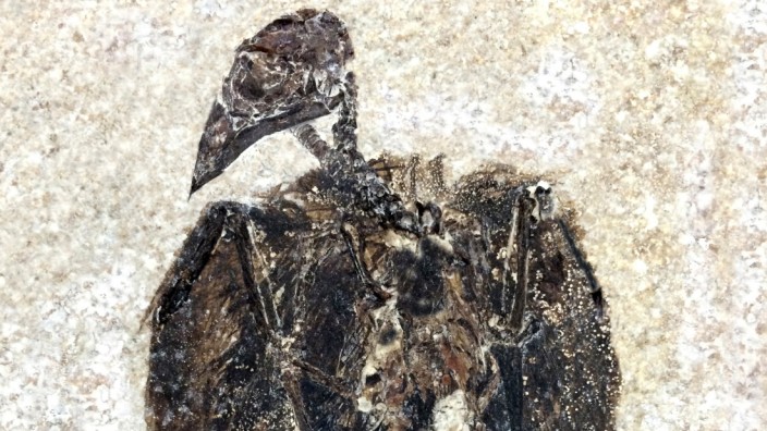 Evolution der Vögel: Das Skelett von Eofringillirostrum boudreauxi wurde mit Federn und Schnabel in Kalkstein konserviert.