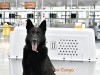 Tierpfleger flughafen münchen Hund fliegen Lufthansa