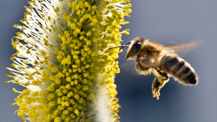 Biene sucht Nahrung in einem Garten