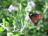 Trumps Grenzzaun bedroht Schmetterlingspark
