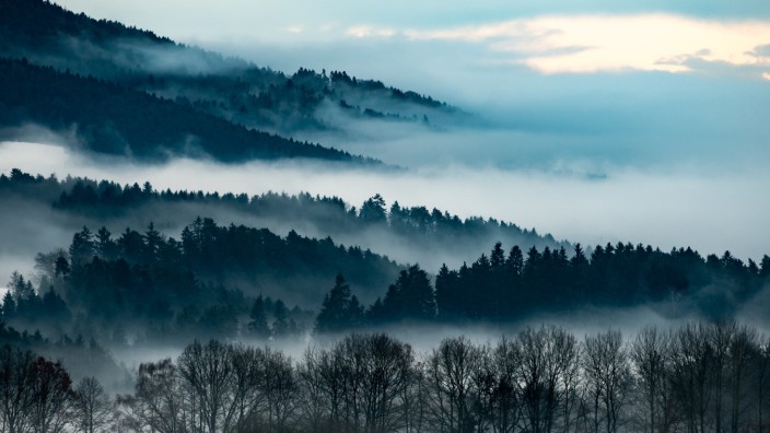 Nebelschwaden im Bayerischen Wald